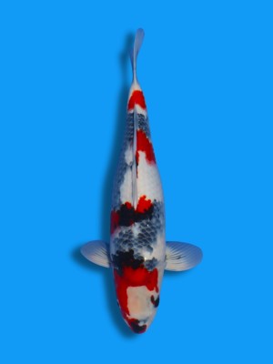 Kindai Showa | Koi&Co.
